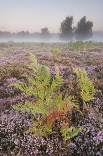 Bracken