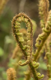 Scaly Male Fern