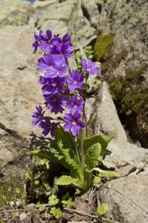 Shining Primula