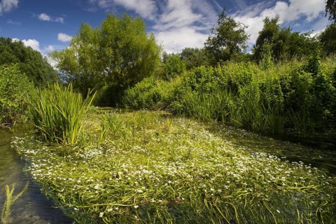 Flowering mass of river water crowfoot