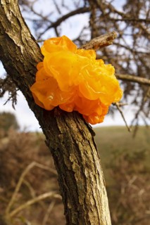 Yellow yellow brain