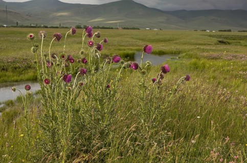 Musk thistle