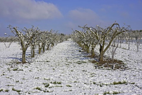 Cultivated apple trees