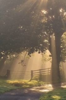 Sessile oak