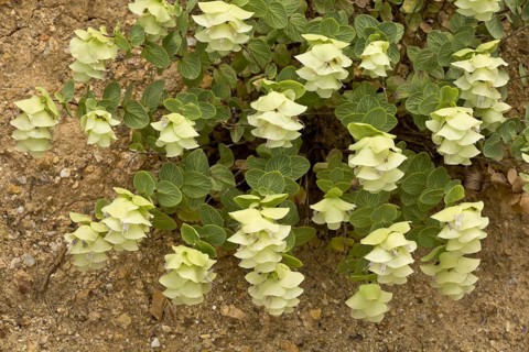 Round-leaved Oregano