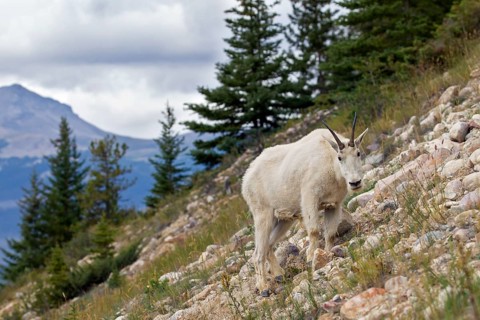 Rocky Mountain mountain goat