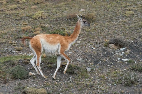 Guanaco