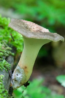 Sclerotia porling