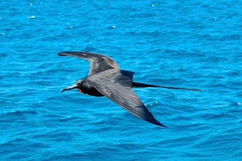 Magnificent Frigatebird