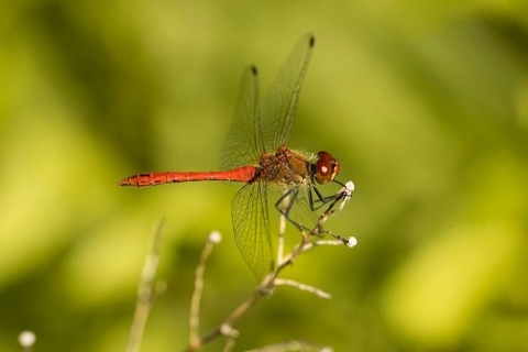 Early Darter