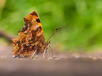 C butterfly