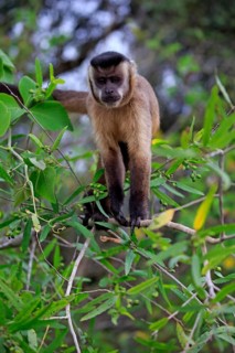 Tufted capuchin