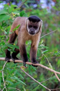 Tufted capuchin
