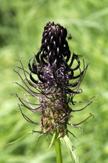 Creeping Devil's Claw