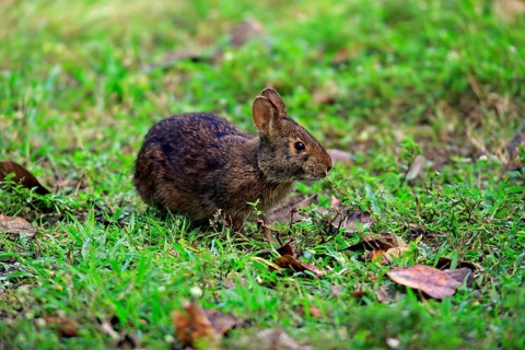 Marsh rabbit
