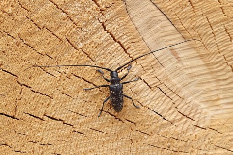 Unicoloured longhorn buck