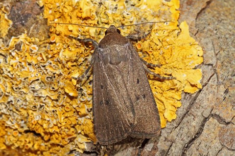 Three-spotted Lance Owl
