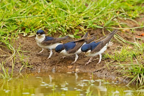 House Martin