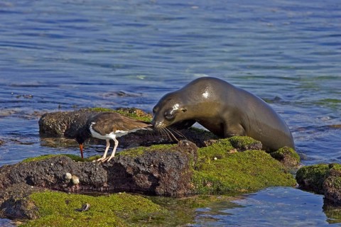 American Oystercatcher