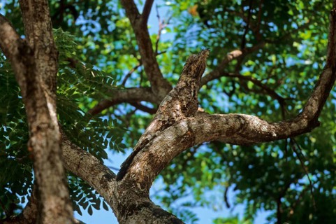 Great potoo