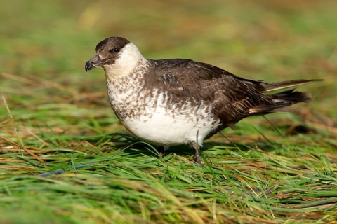 Pomarine jaeger