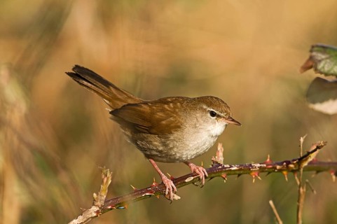 Cetti's Warbler