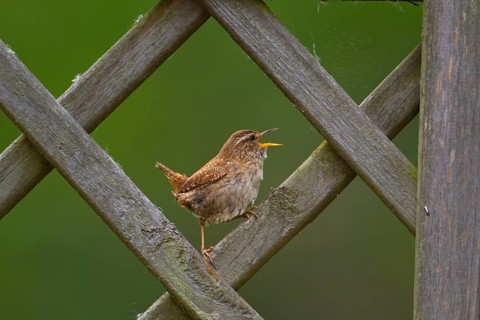 Winter Wren