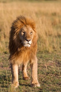 Masai Lion