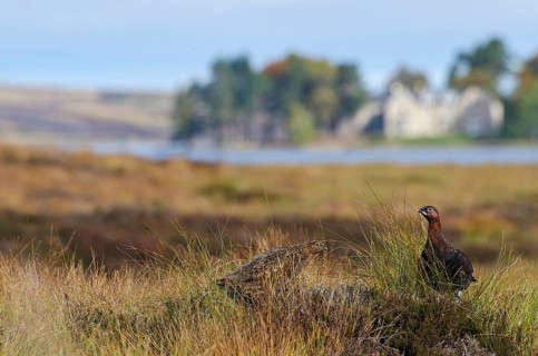 Scottish Grouse