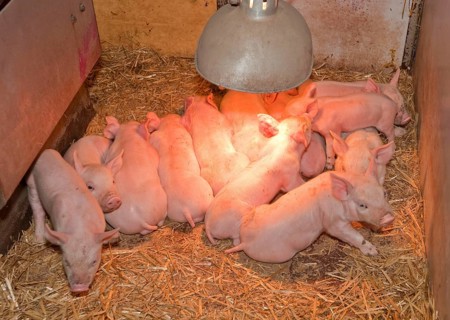 Pig farming