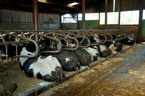 Domestic cattle