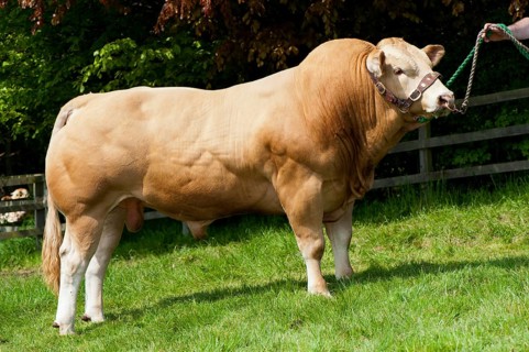 Domestic cattle