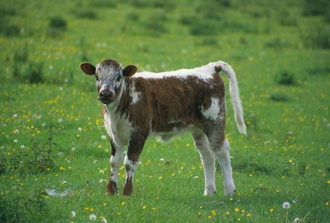 Longhorn calf in the meadow with buttercups
