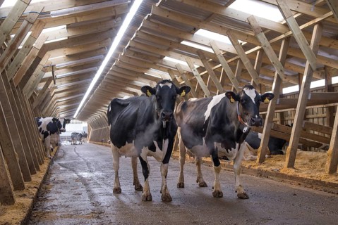 Dairy farming