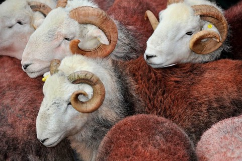 Domestic Sheep