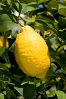 Lemon
