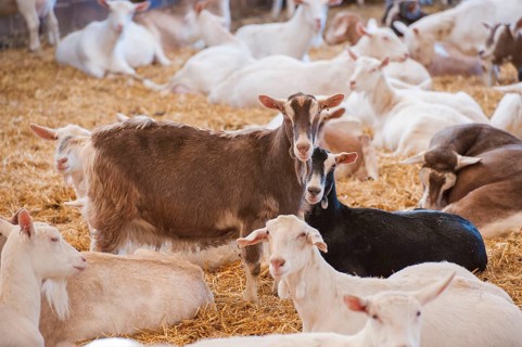 Domestic goat