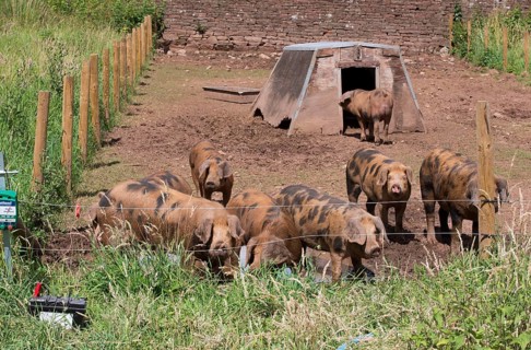 Domestic Pig