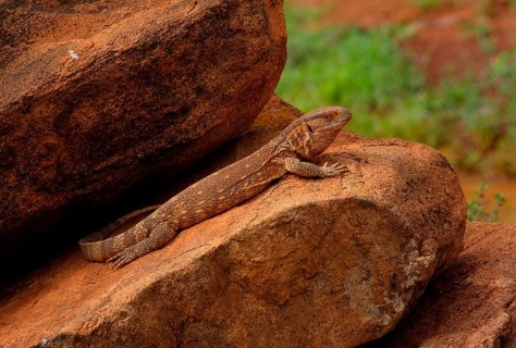 Savannah monitor