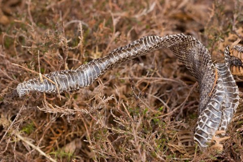 Adder