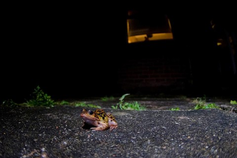 Grass Frog