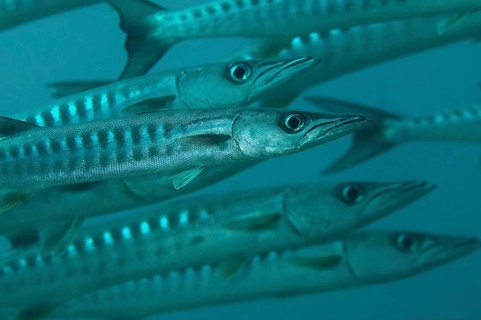 Darkfin Barracuda