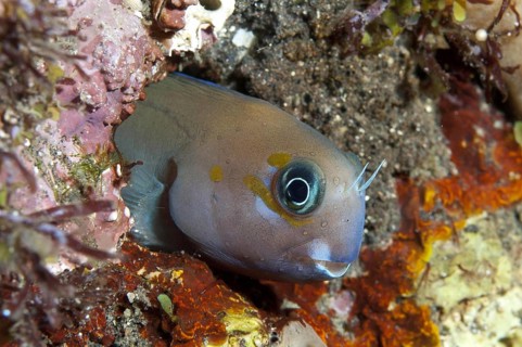 Midas Blenny