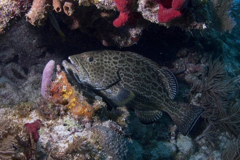 Adult yellowfin grouper