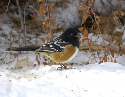 Spotted Towhee