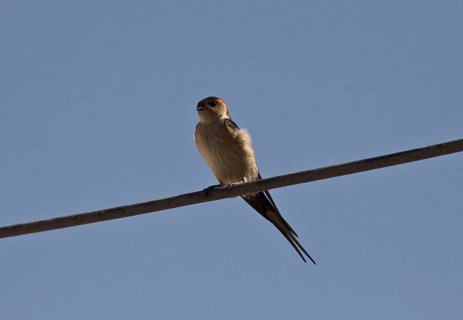 Red-rumped swallow