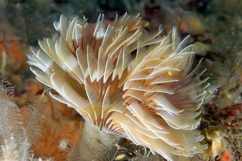 Twin-fan Worm