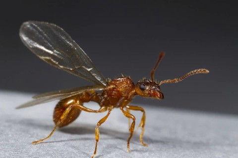 Red garden ant