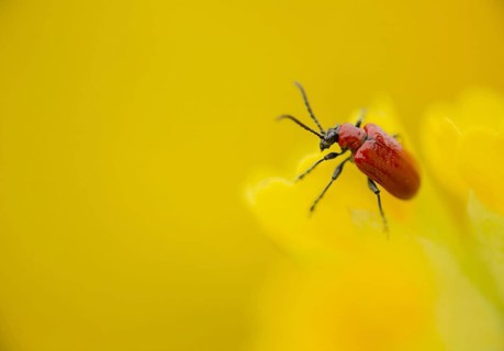 Scarlet Lilioceris scarlet lily beetle