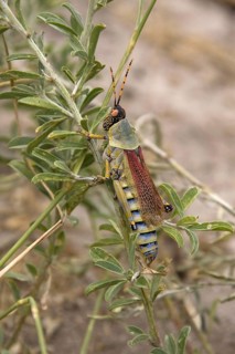 Gaudy grasshoppers